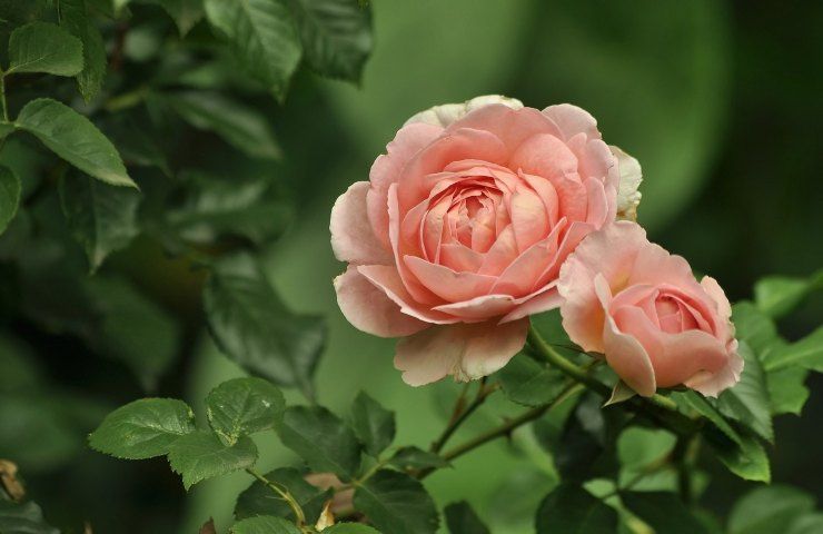 potatura rosa tea 