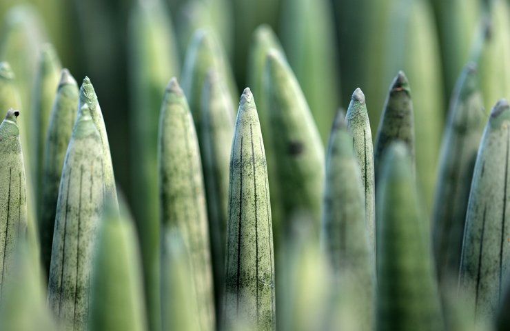 sansevieria crescita foglie 