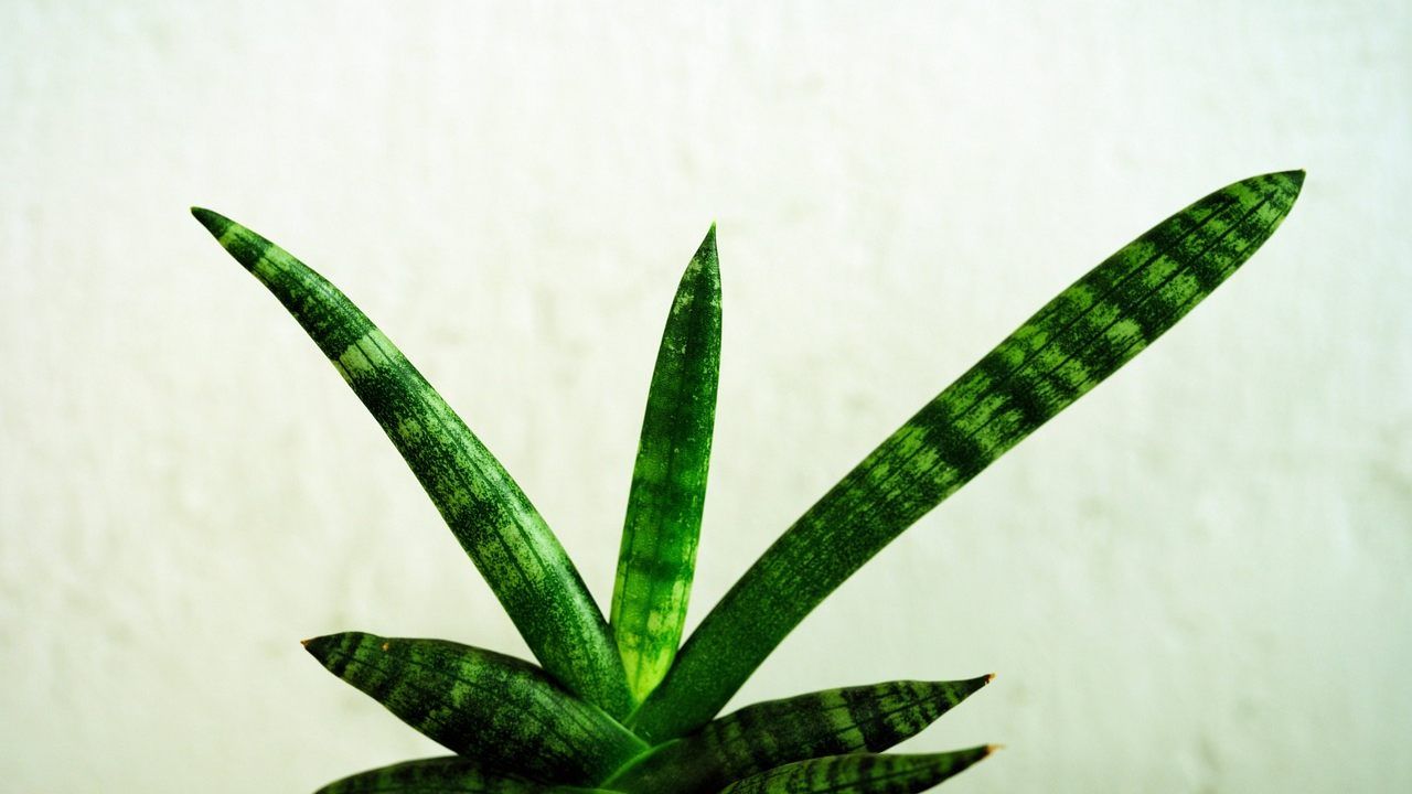 Sansevieria, how to make it grow fast: You’d be suspicious