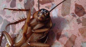 Rinfresca casa: non servirà il condizionatore ma gli scarafaggi (e il risparmio sarà notevole)