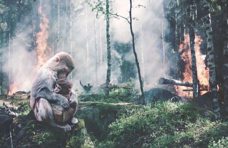 parlamento deforestazione scimmie 