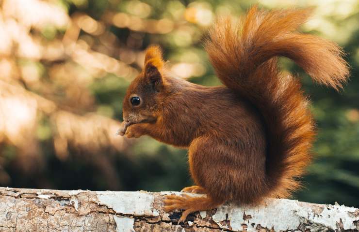 varietà fauna flora preservazione corservazione