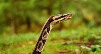 Donna morsa da serpente, la reazione del marito è pazzesca