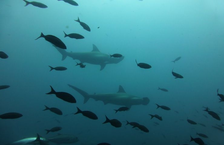 galapagos biodiversità ricca unica