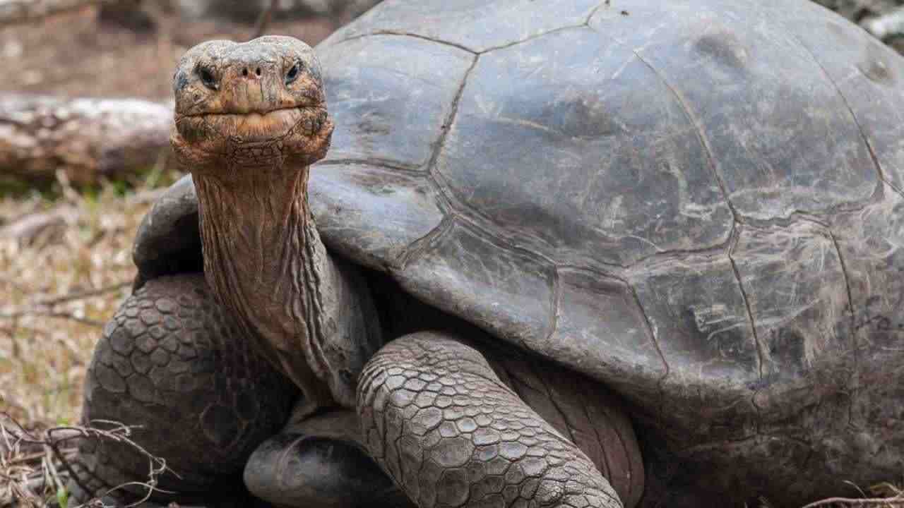 studi tartarughe coccodrilli