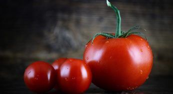 Pomodori, il segreto per piantarli è tagliare le foglie