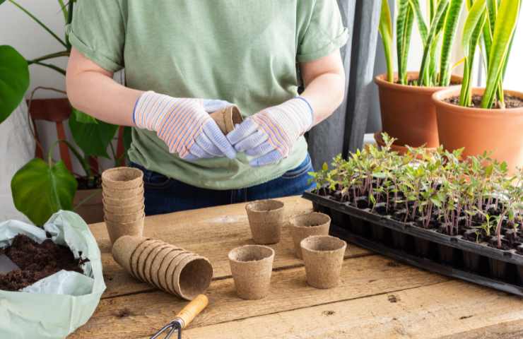 come preparare le piantine dell'orto