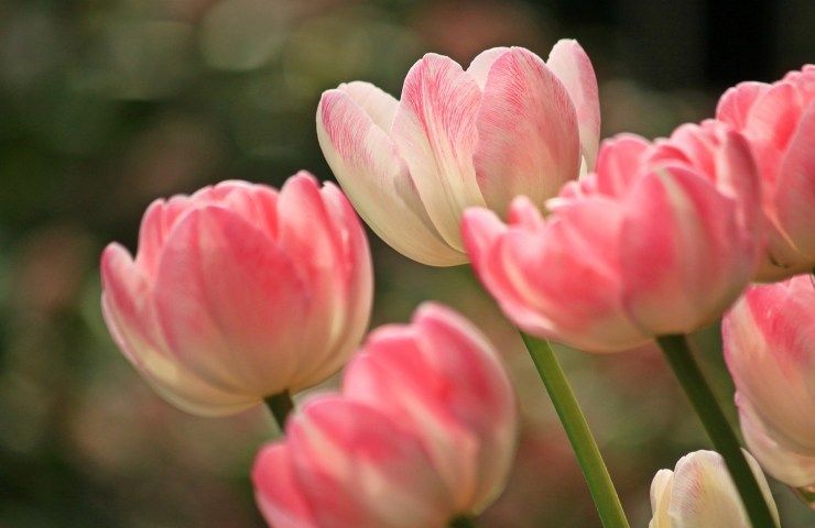 tulipani rosa fiori