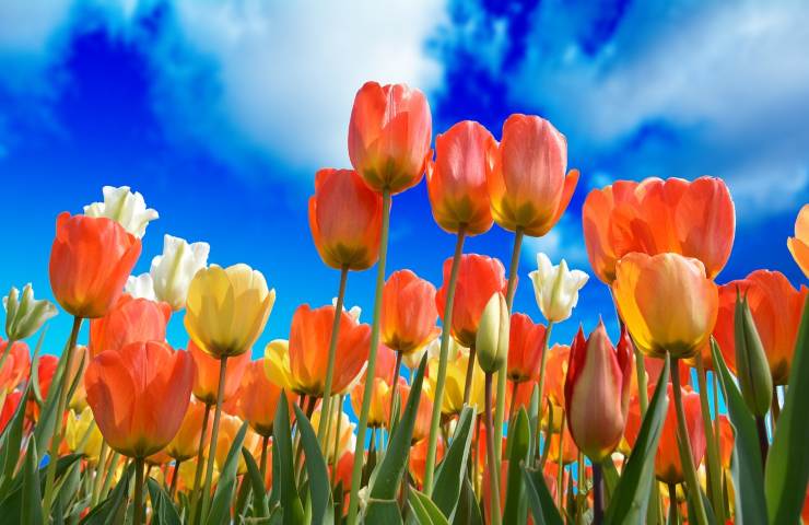 tulipani colorati cielo