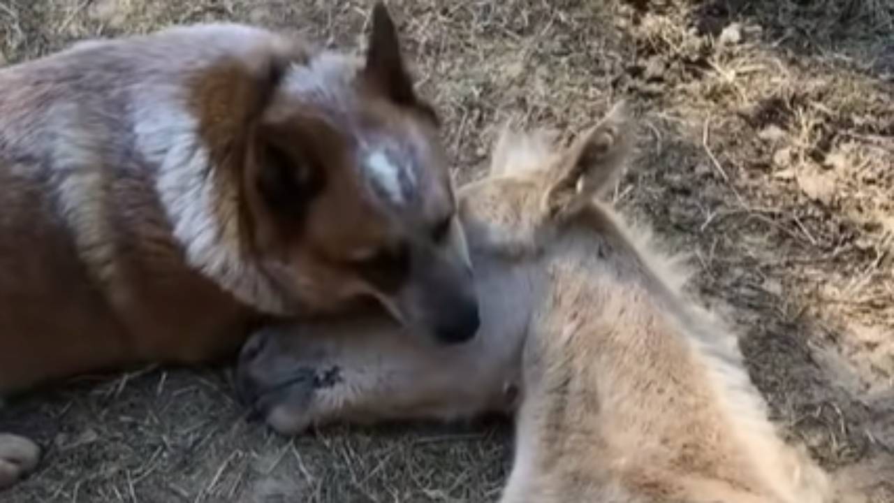 puledro triste salvato da un cane