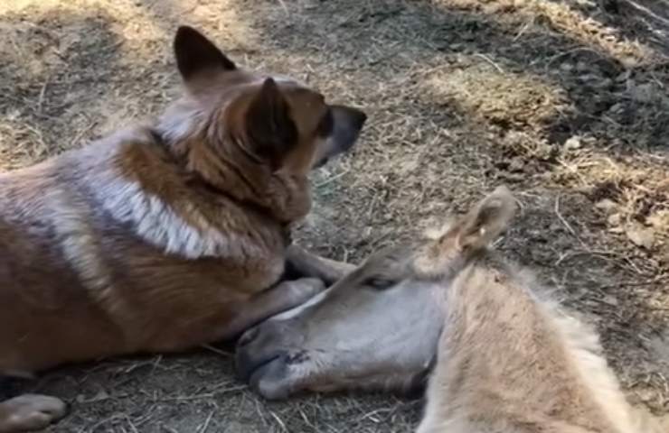 puledro triste salvato da un cane