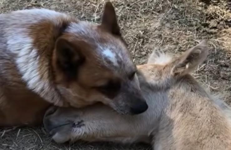 puledro triste salvato da un cane