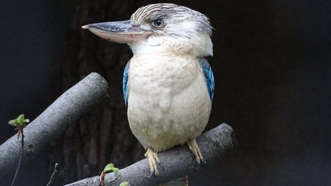 uccelli velenosi quali sono