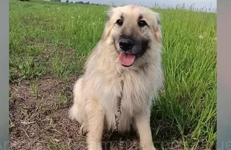 cani salvati da un buco in cui li aveva messi il padrone