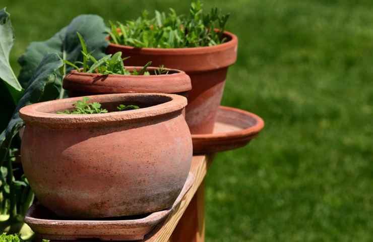 vasi terracotta piante