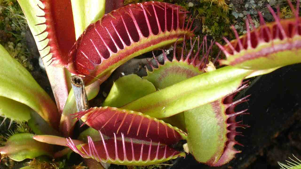 dionaea pianta mosche 