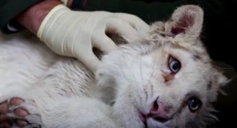 Addio Xasiya, abbandonata nella spazzatura non è sopravvissuta