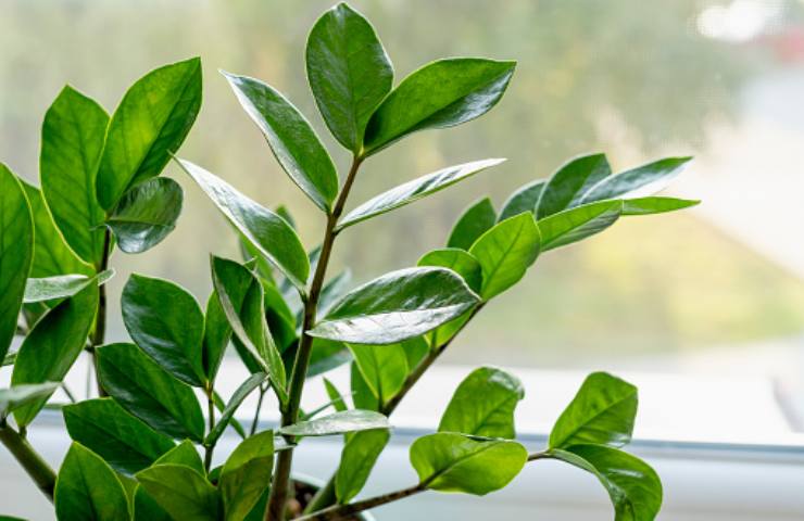 zamioculcas quando marcisce