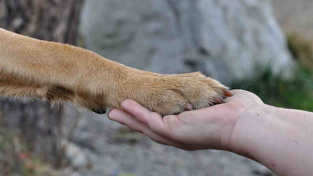 zampe amore animali salvato