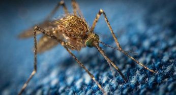 Dengue, i cambiamenti climatici aiutano la diffusione: potrebbe arrivare anche in Europa