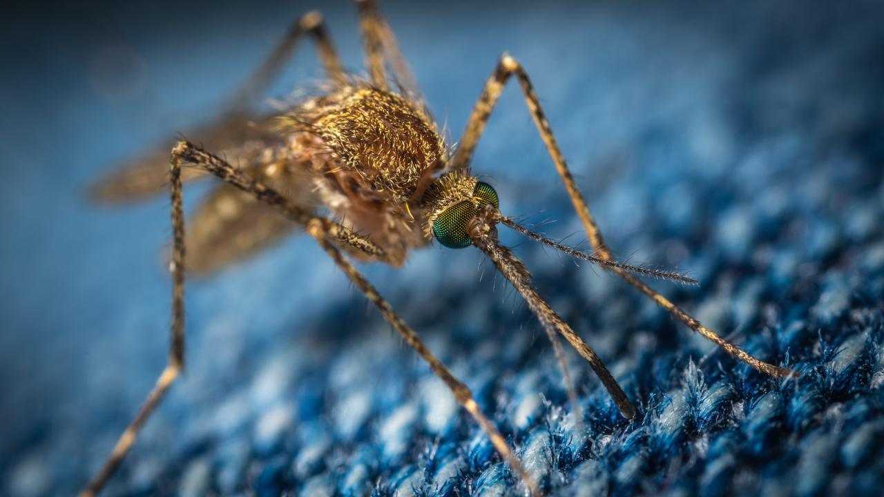 zanzare puntura dengue