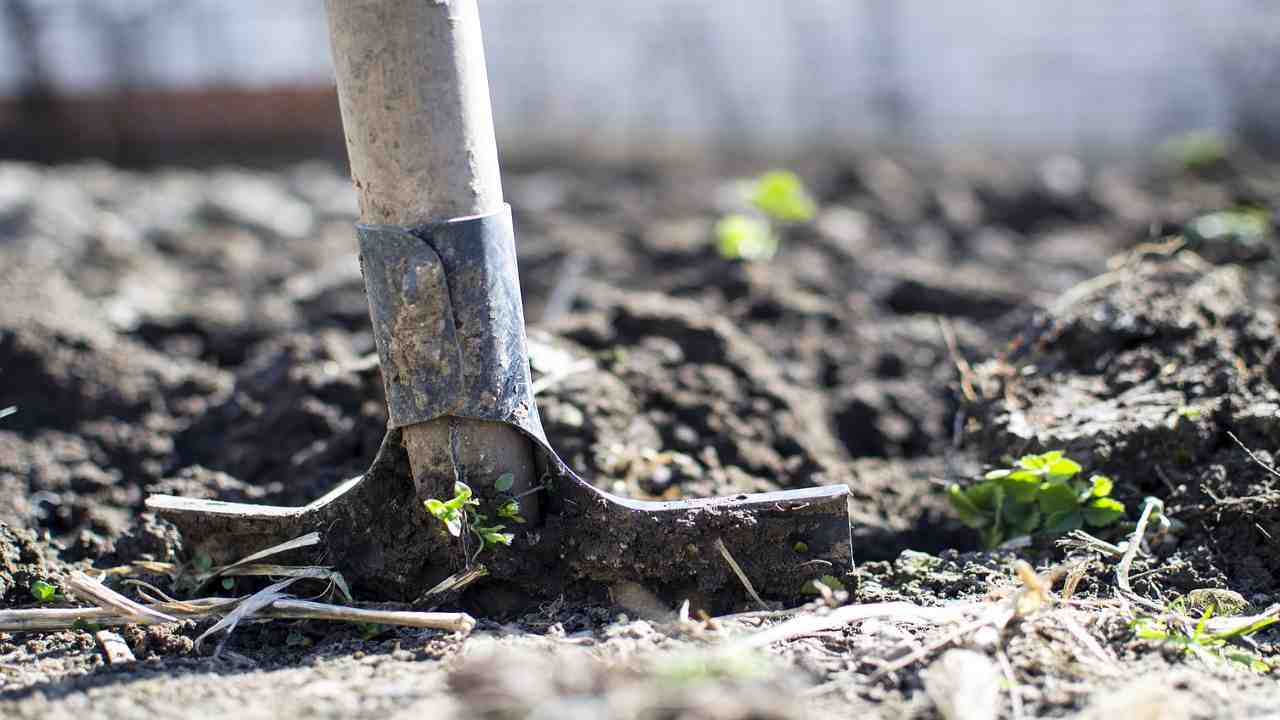 orto biologico terra 