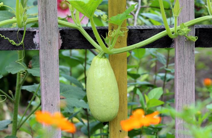 zucchine semina pianta