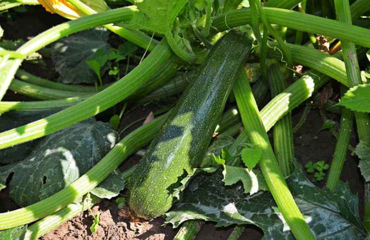 zucchine campo coltivazione