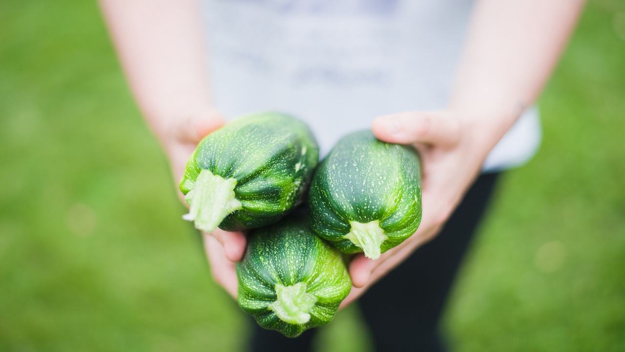 zucchine semina orto