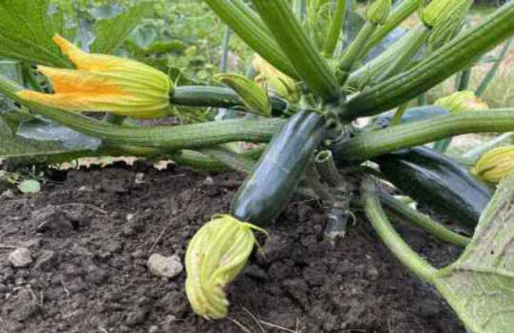 terreno zucchine orto