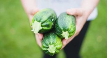 Zucchine, sai che puoi coltivarle consumando meno acqua? Il segreto