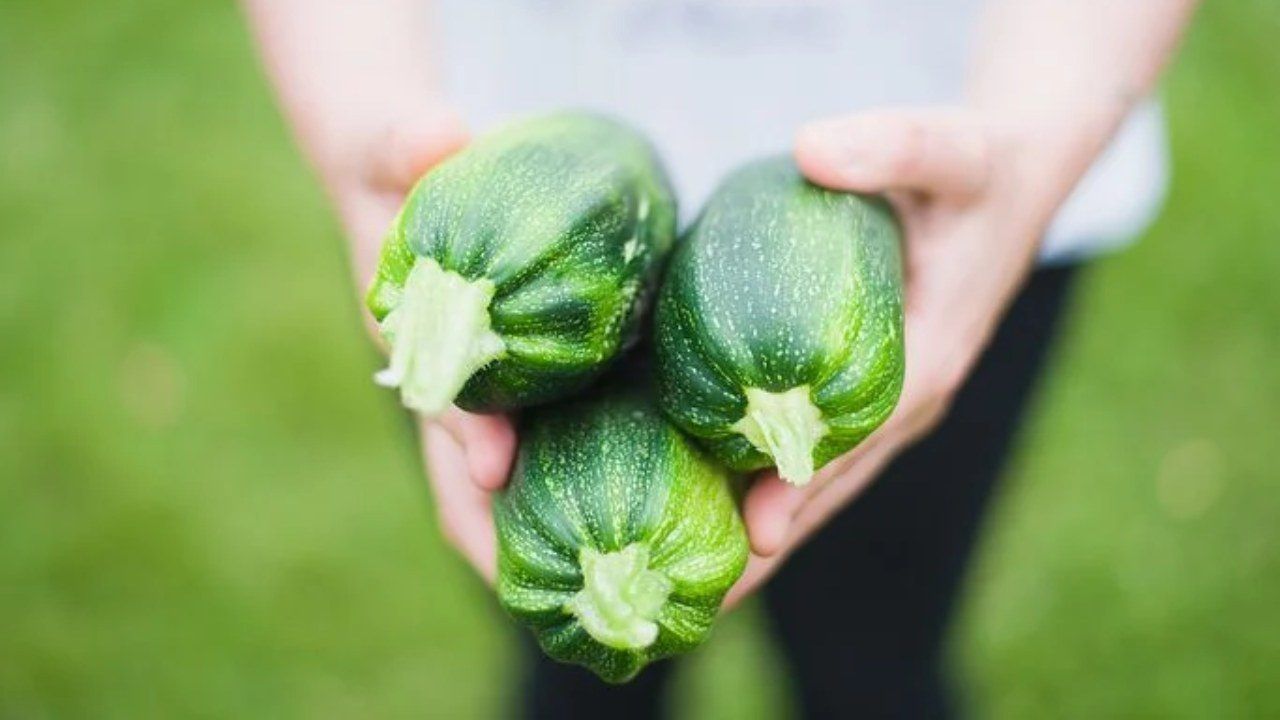 zucchine coltivazione spreco acqua