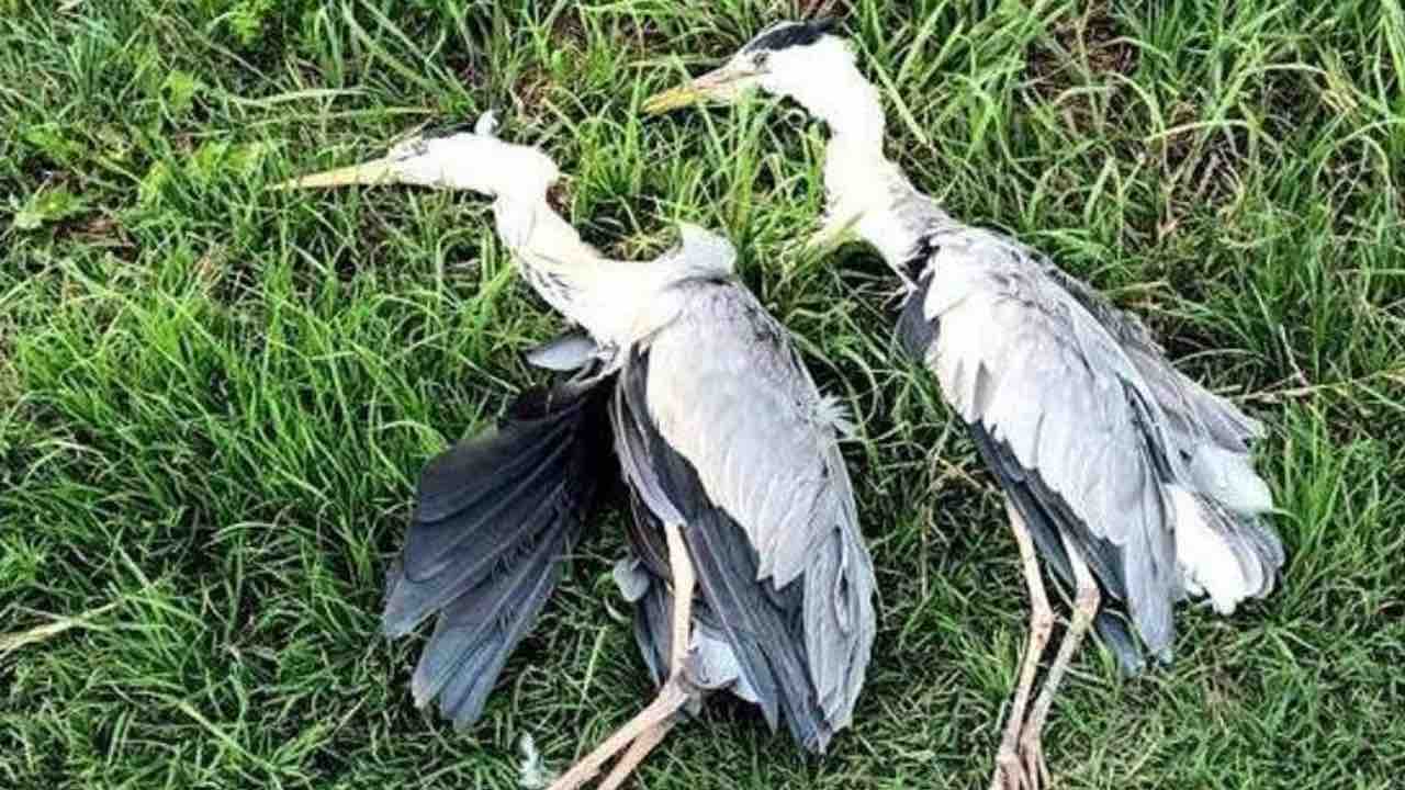Aironi morti