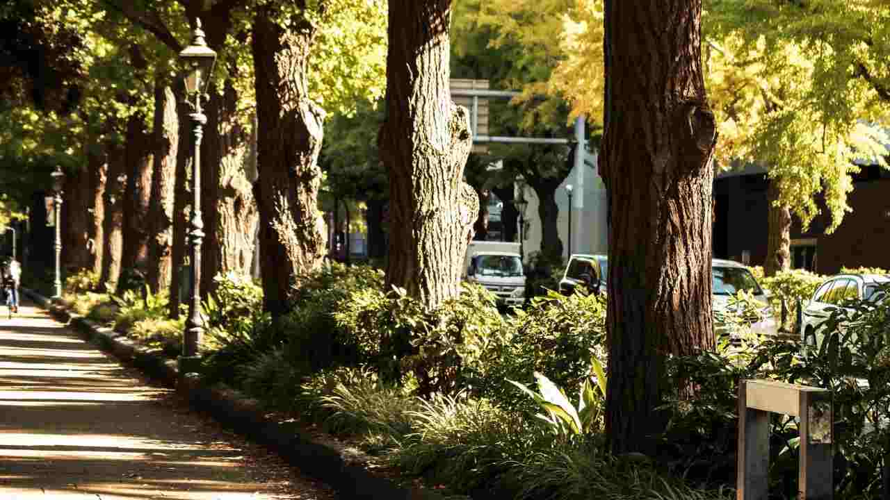 Pulcini morti dopo abbattimento alberi