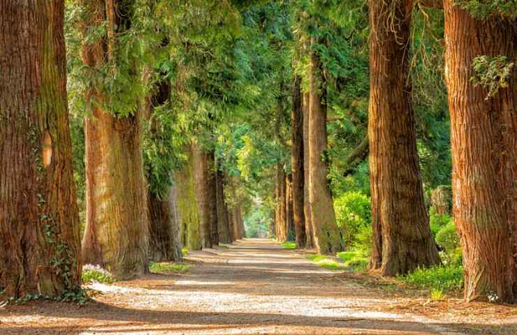 alberi quanto ossigeno producono