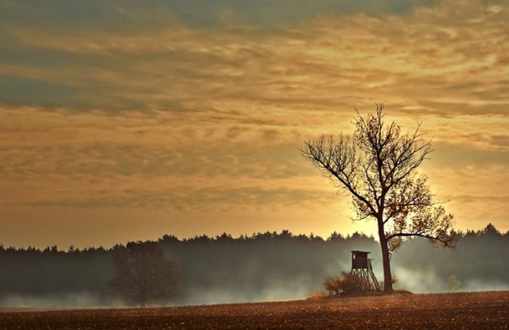 alberi e fulmini