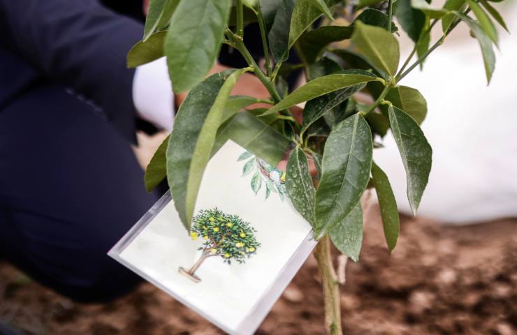 regalare un albero bomboniera