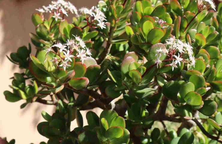 Caratteristiche albero giada pianta grassa origine Sudafrica