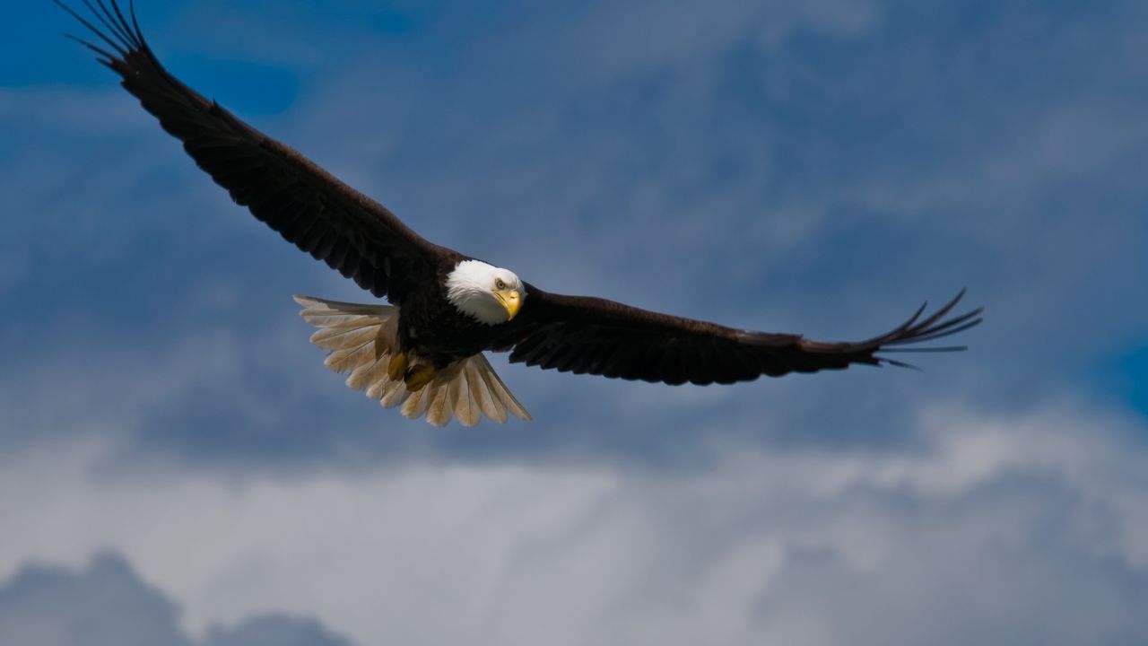 aquila camoscio video cosa è successo