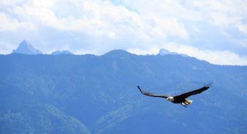 L’aquila reale si abbatte sul camoscio: quello che accade è assurdo