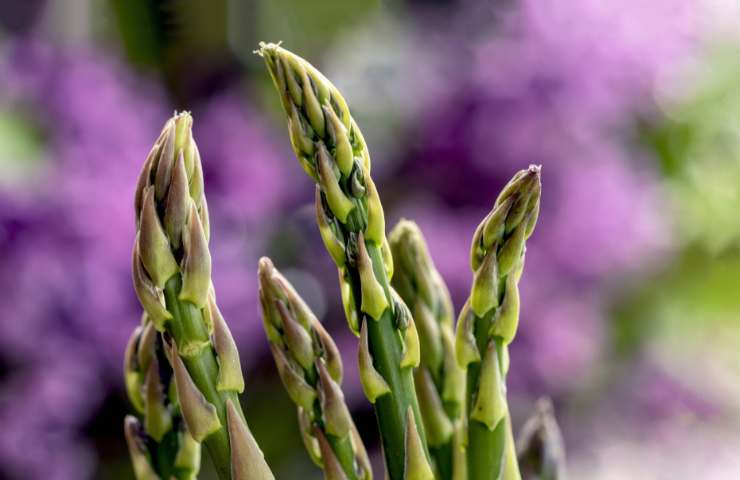 Asparagi proprietà benefiche
