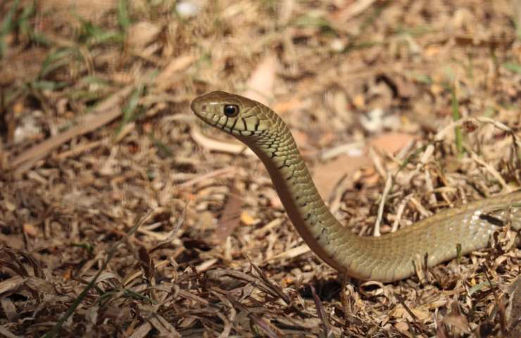 Serpente ferito