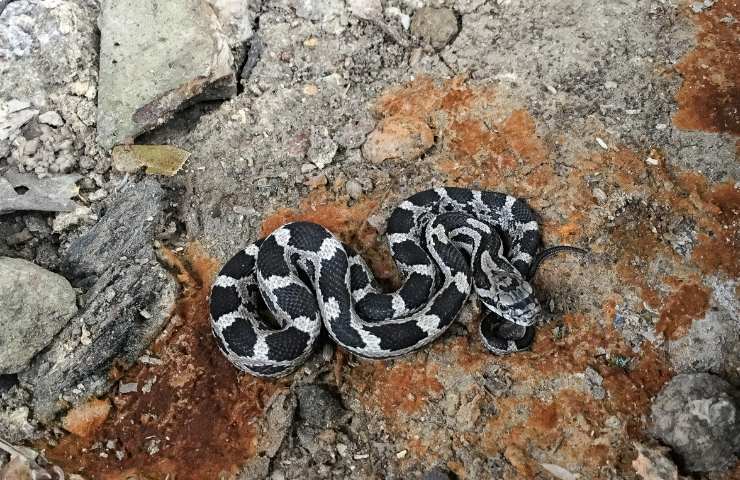 Serpente