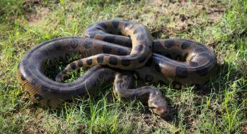 Bisce in giardino, tienile alla larga: l’ottimo metodo