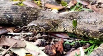 Vive in Sardegna ed è rarissima: la biscia che nessuno conosceva