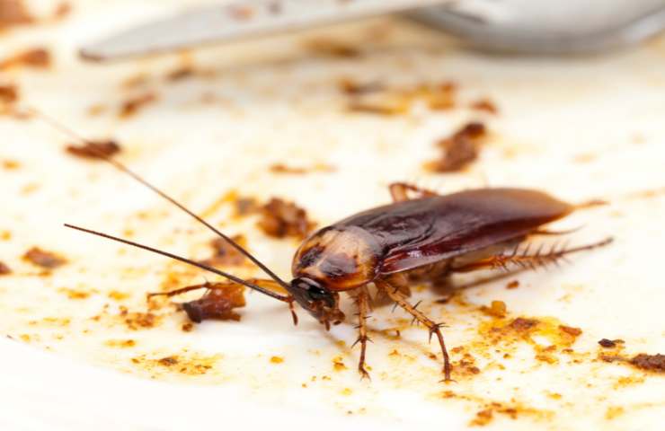 Blatte in casa