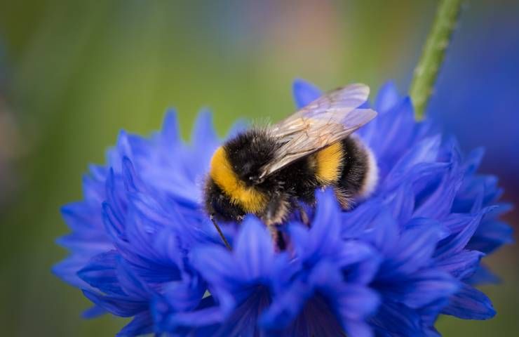 Nidi bombo giardino come riconoscere palline cera non toccare