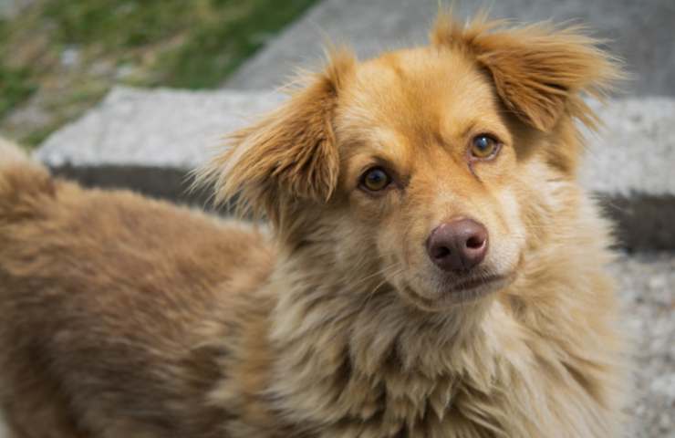 Cane scappa