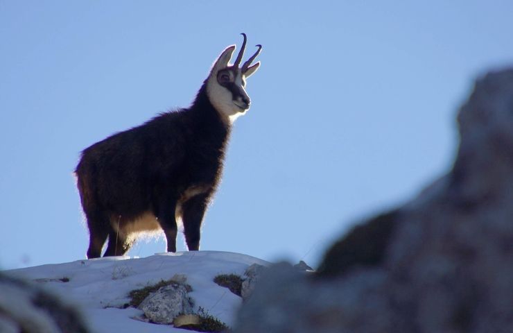 aquila camoscio video cosa è successo