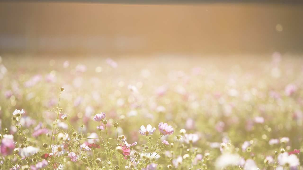 Giardinaggio naturale non tosare erba ristabilire biodiversità